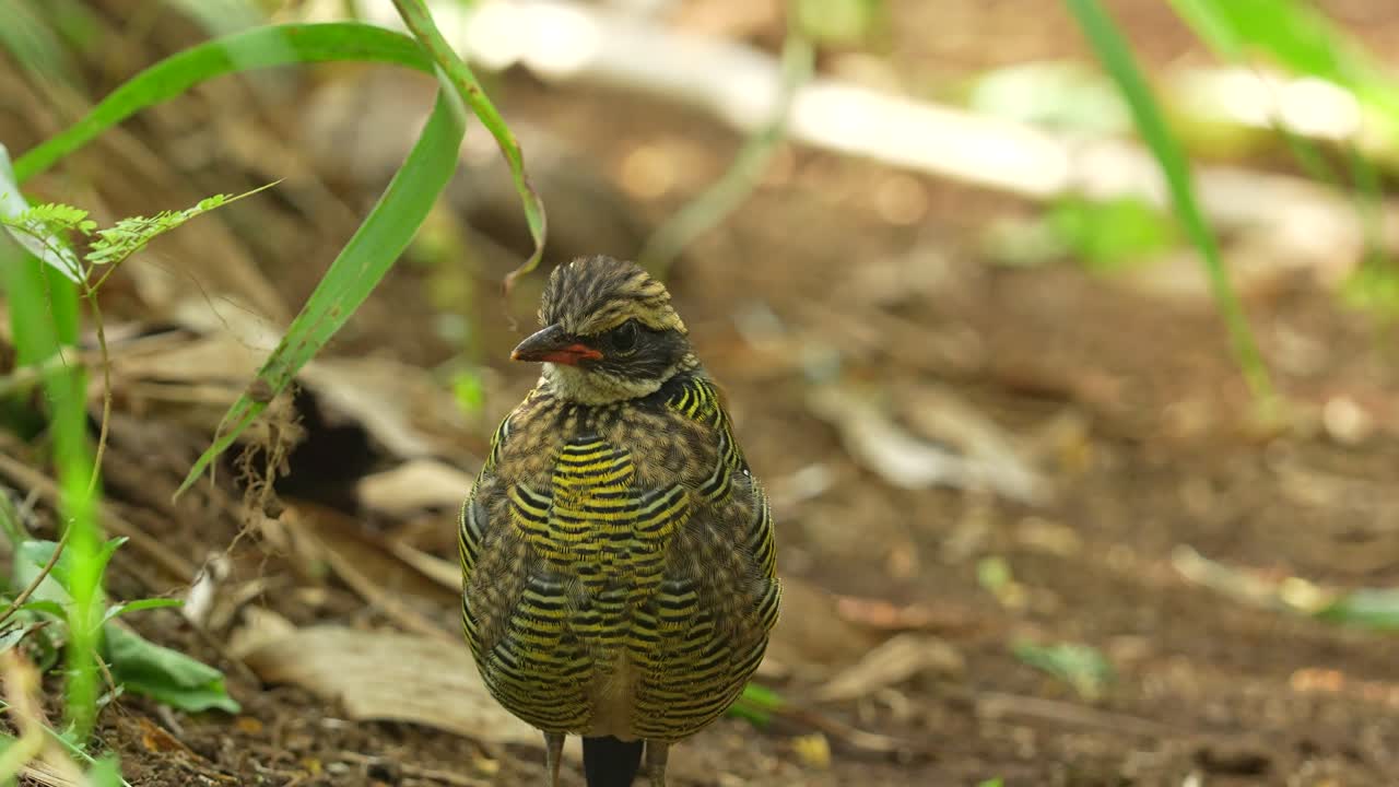 Javan Banded Pitta bird standing on forest floor