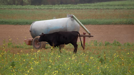 Black-cow-grazing-in-the-meadow