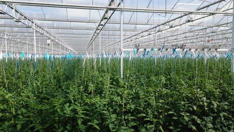 green tomato plants growing in massive industrial greenhouse, motion view