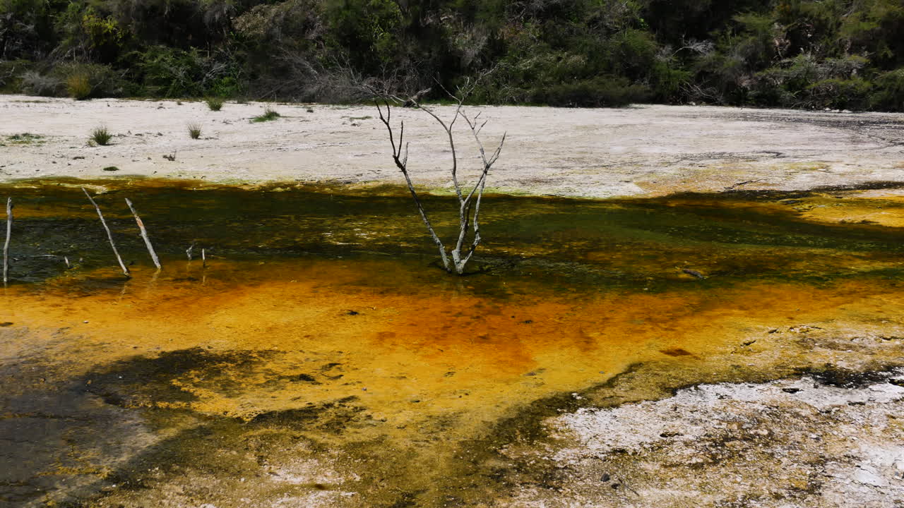 toma lenta de un lago de agua de color marrón amarillo en una zona volcánica activa - arbusto sin hojas que crece fuera del estanque - waimangu, nueva zelanda