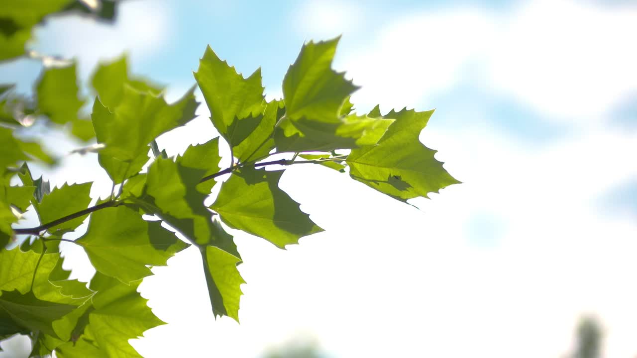 나뭇잎 사이로 비치는 햇빛 2