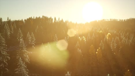 forest under sunrise sunbeams