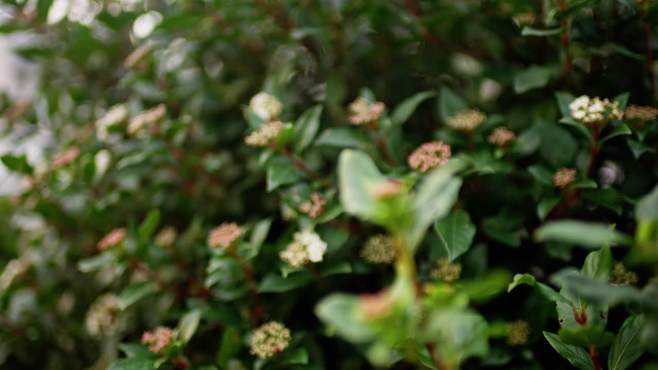 hojas verdes moviéndose en el viento, cámara lenta en 4k