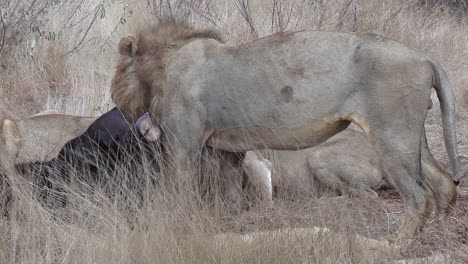 León-Macho-Se-Alimenta-De-Cadáveres-De-Búfalo-Africano-En-Hierba-Alta-En-Un-Día-Ventoso