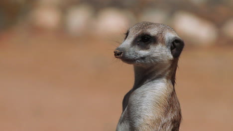 Portrait-Von-Erdmännchen-Aufrecht-Stehend-Mit-Sand-Und-Etwas-Stein-Im-Hintergrund