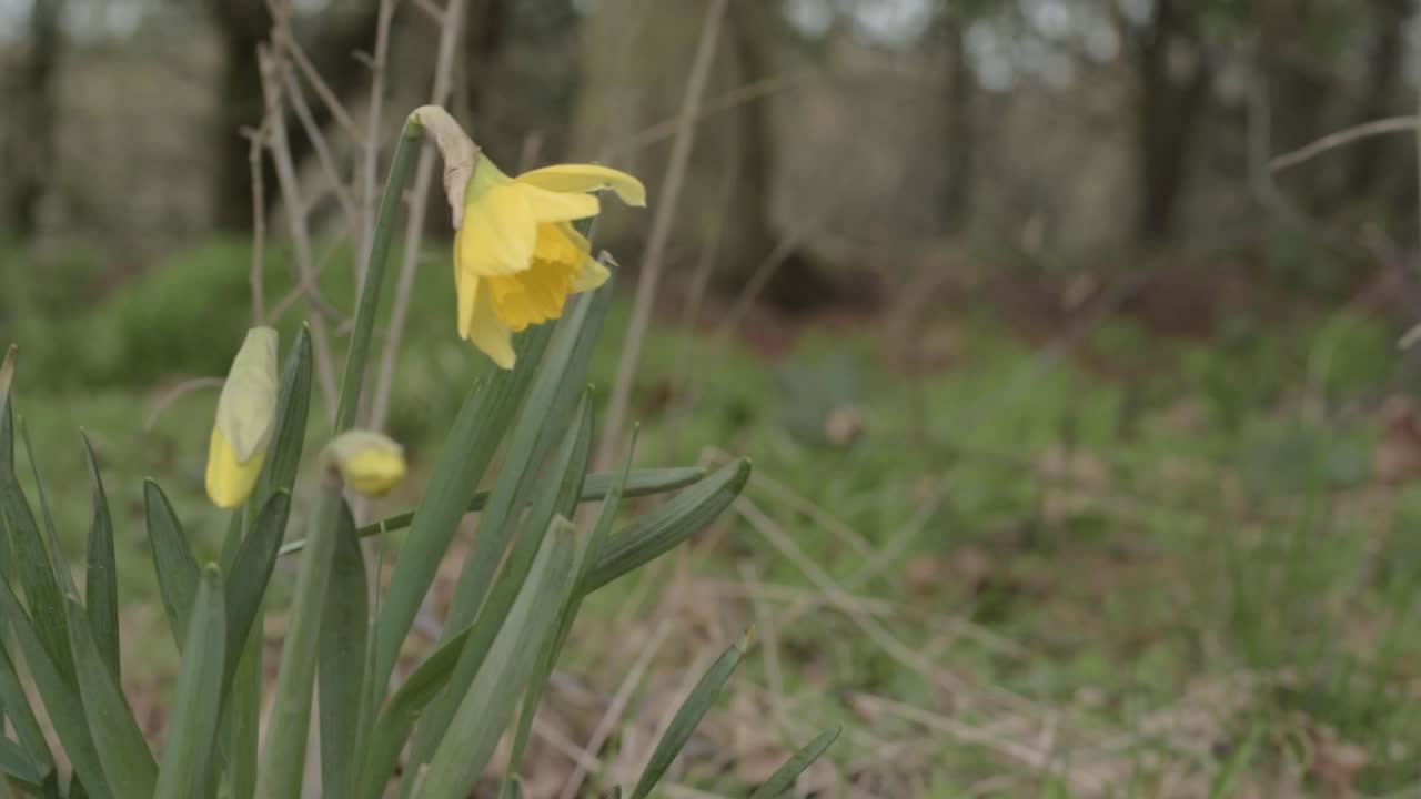 En enkelt gruppe gule påskeliljer, der vokser vildt i en skov, medium skud.