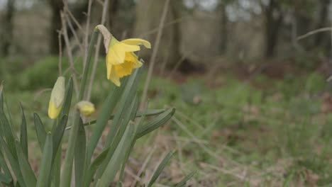 un solo grupo de narcisos amarillos que crecen silvestres en el bosque de plano medio.