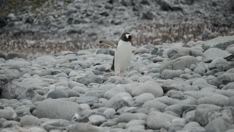 el pingüino gentoo camina por las rocas frente a una gran colonia