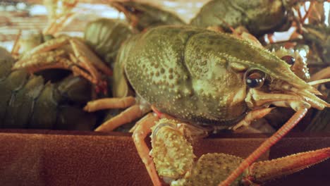 live crayfish on a wooden table