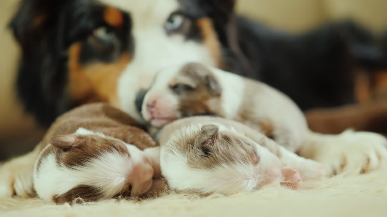 개는 새로 태어난 강아지를 돌본다 06