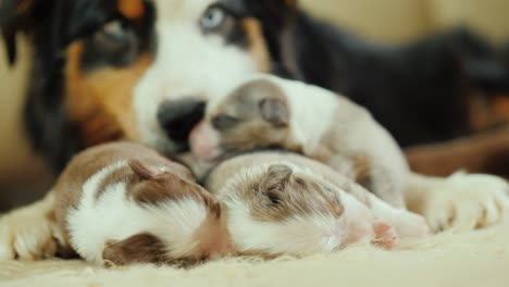 perro cuida a sus cachorros recién nacidos 06
