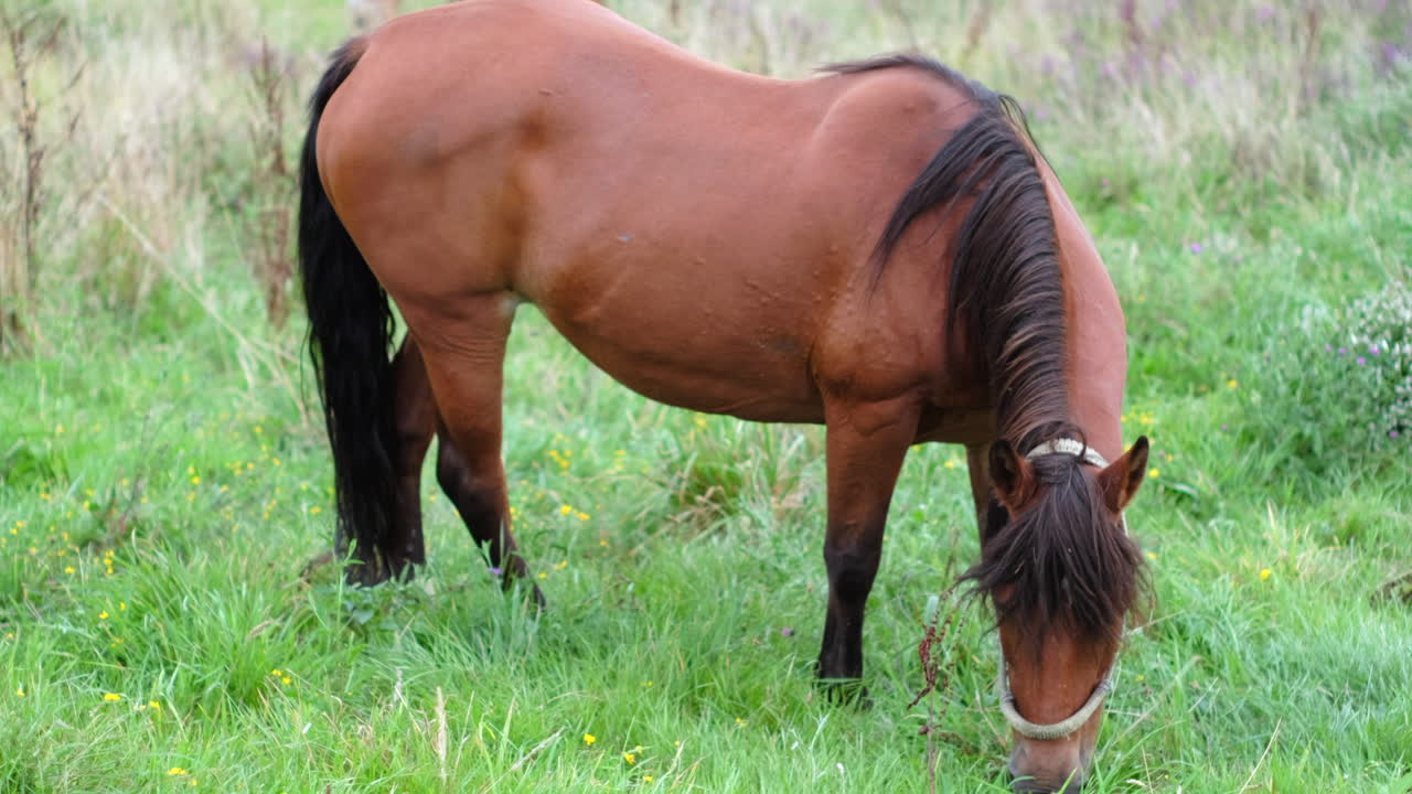 Cavallo baio che pascola in un prato verde lussureggiante con fiori selvatici nelle Asturie, Spagna.
