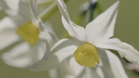 Narcisos-Que-Fluyen-En-El-Viento-En-El-Jardín-De-Una-Casa