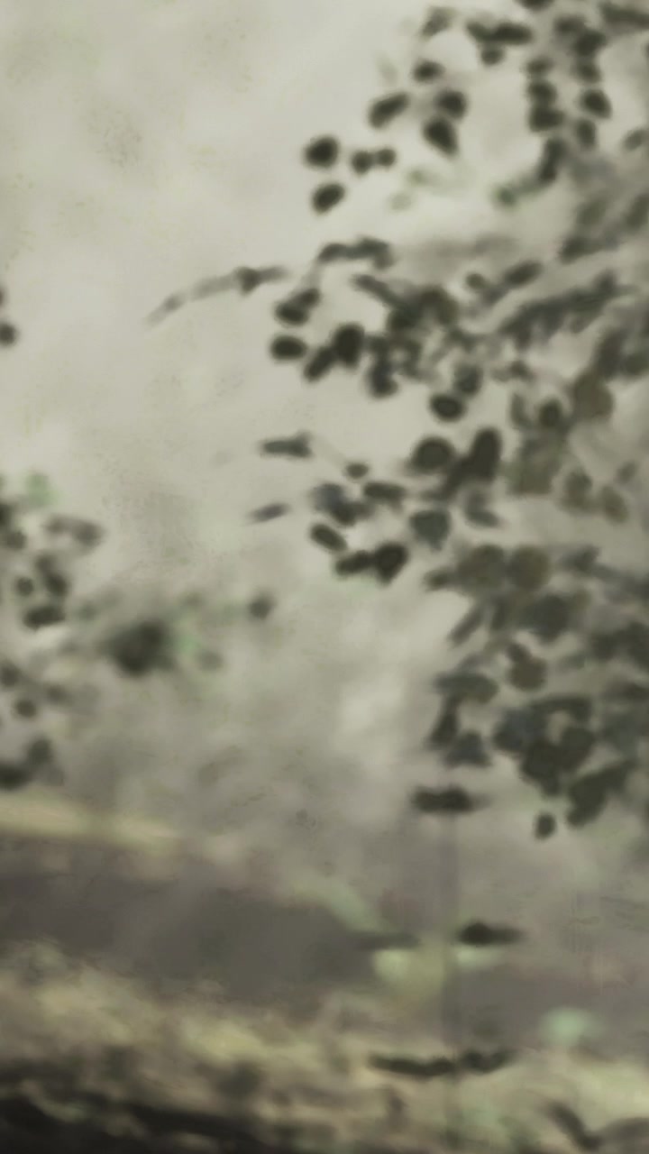 Leaves and branches move in the wind at a natural outdoor location