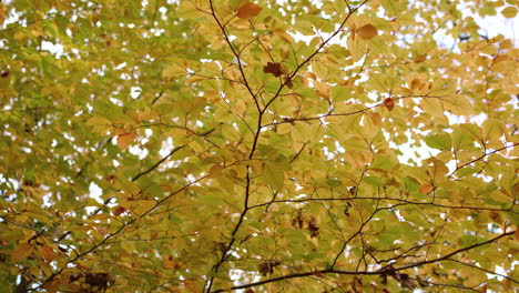 panning around yellow and orange autumn - fall canopy, in slow motion