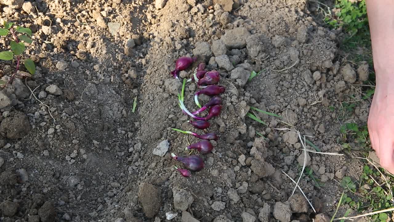 bulbos de cebolla roja listos para plantar en suelo preparado, cultivo de primavera