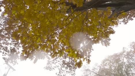 Oak-Leaves-in-bright-yellow-relief