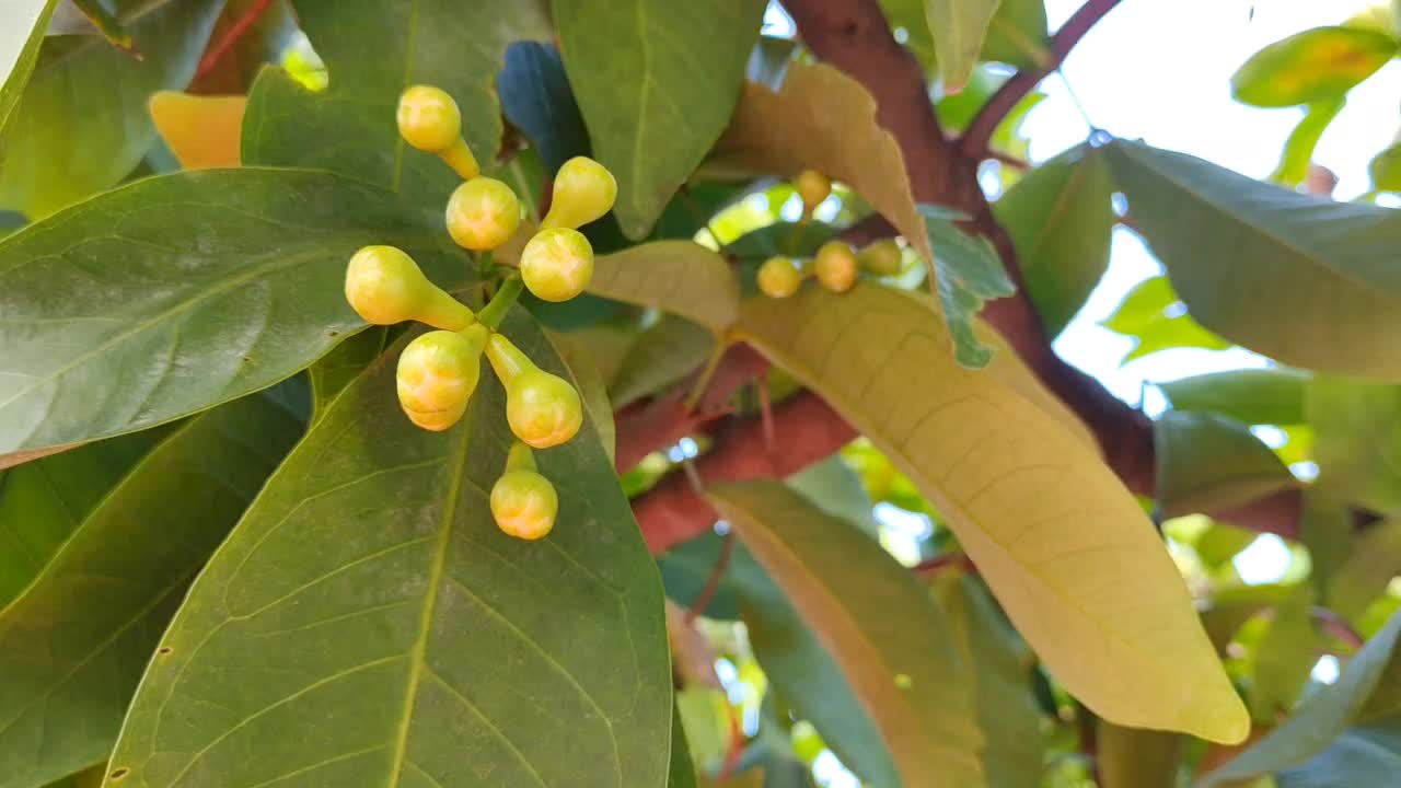 어린 장미 사과. 바람이 불어오는 아침 분위기