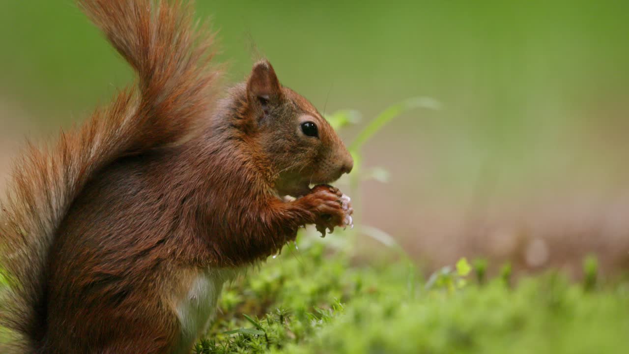 Lo scoiattolo rosso mangia una noce