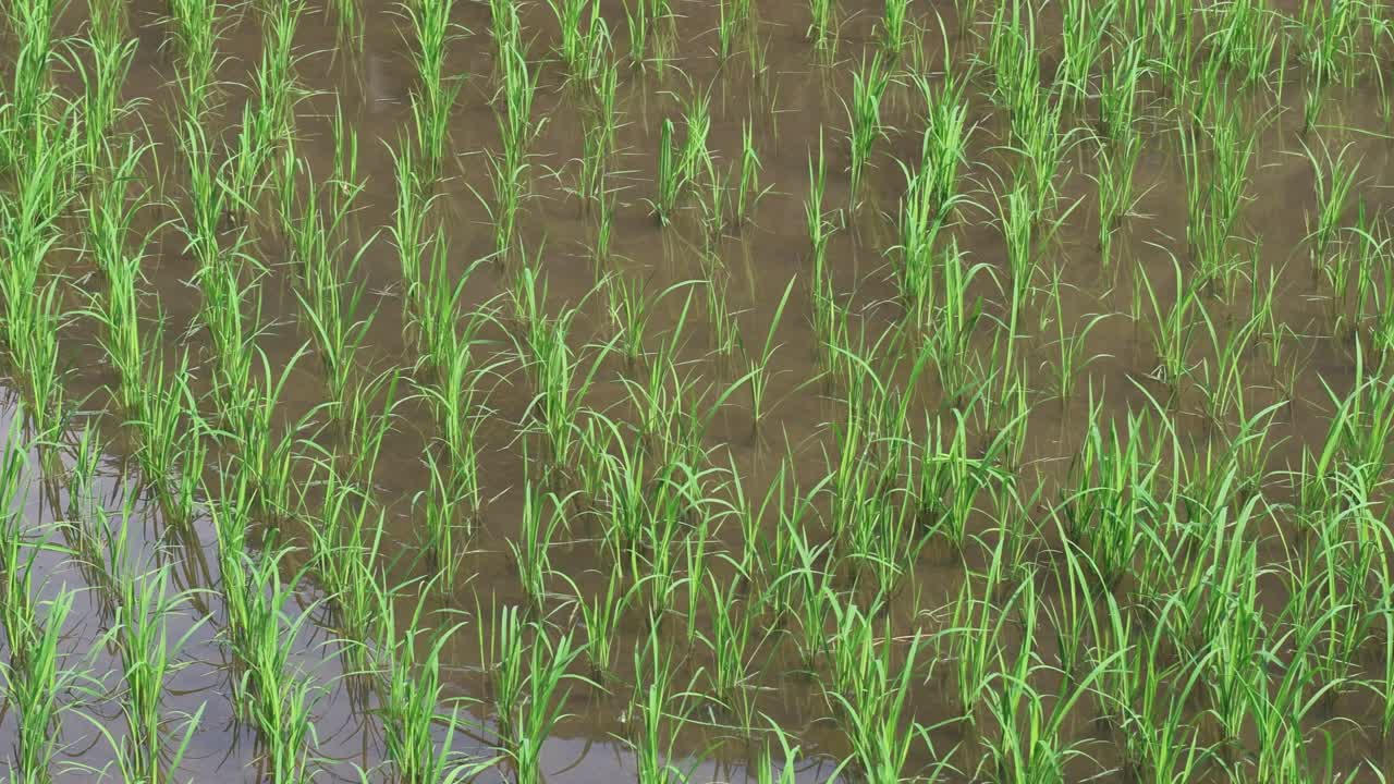 Timelapse di piante di riso che crescono in una risaia