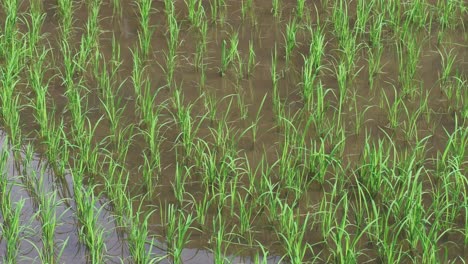 timelapse of rice plants growing in paddy field