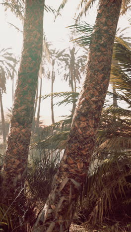 palm trees in a desert oasis