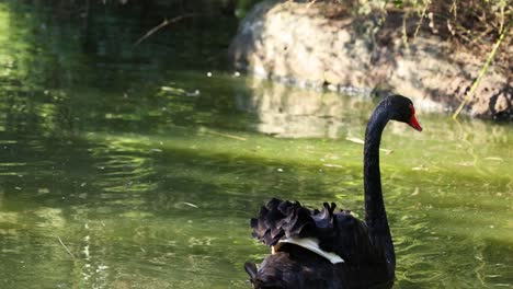 un cisne negro nada con gracia en un estanque