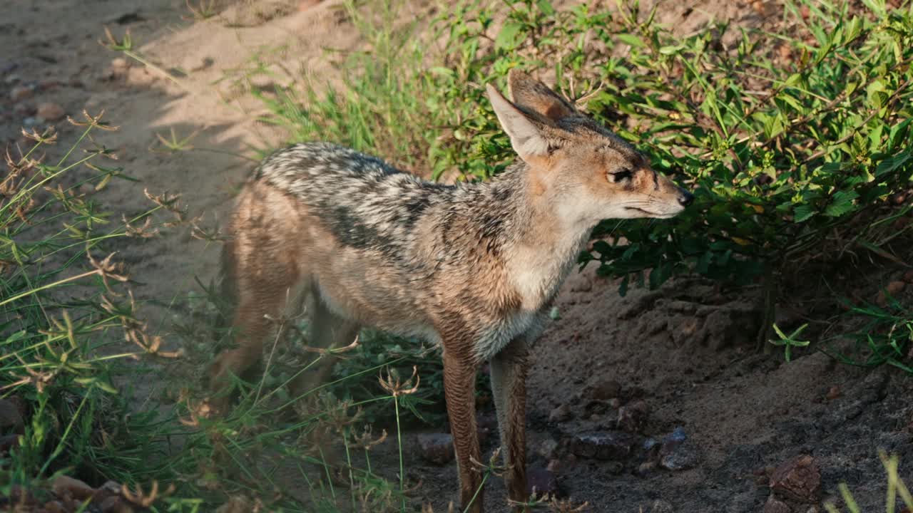 Black Backed Jackal seen standing in the grass at sunrise in Tanzanias Serengeti