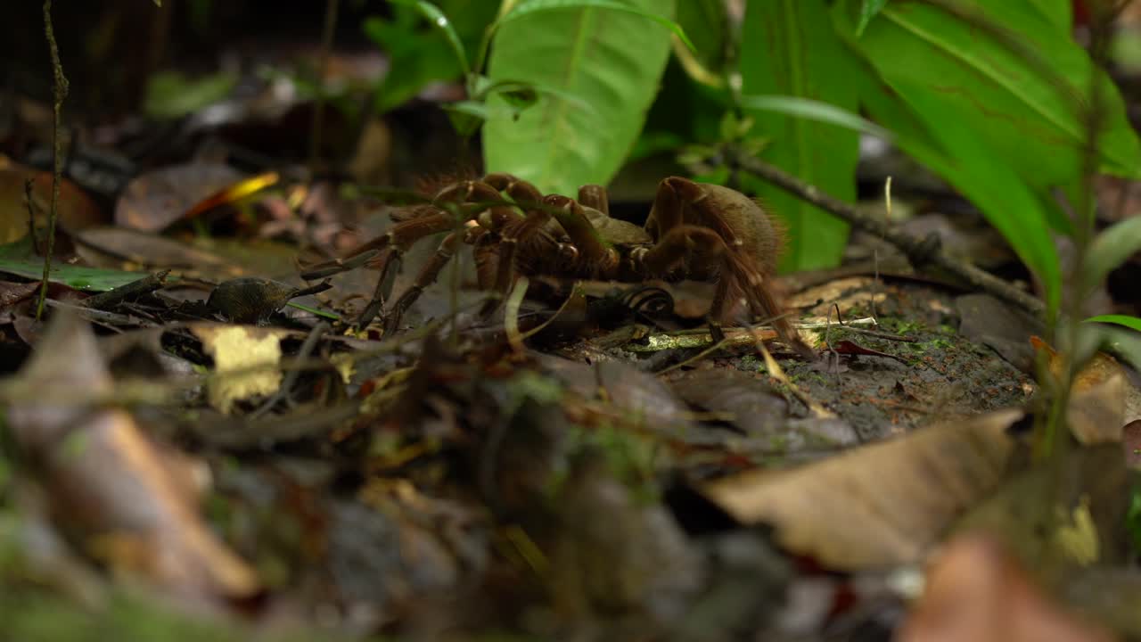 Tarantola Golia (ragno mangia uccelli) che striscia sul terreno della foresta.