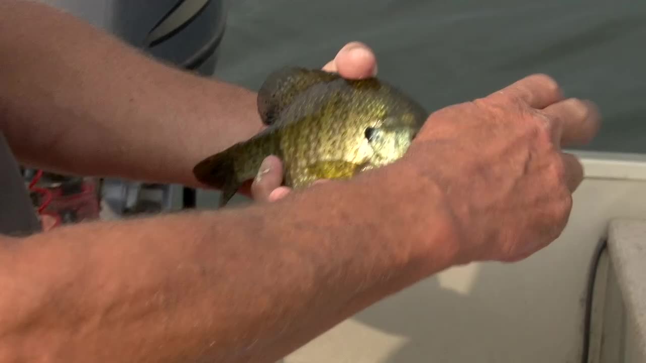 The extraction of a hook from a fish - close up Premium Stock Video Footage