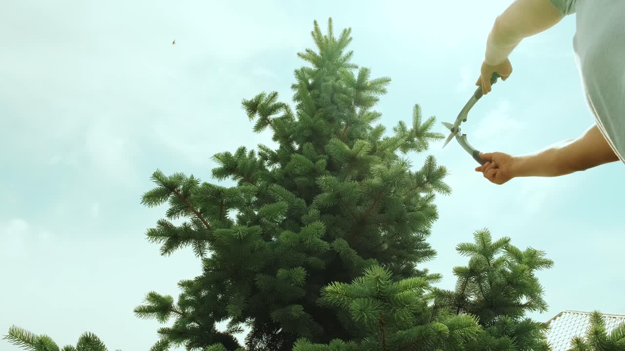 A gardener clipping the pine tree with shears standing on a stepladder in the summer garden