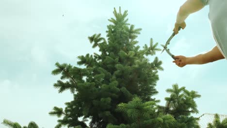 a gardener clipping the pine tree with shears standing on a stepladder in the summer garden