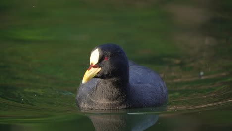primer plano de un pájaro focha de liga roja nadando en un lago natural durante el verano - fulica armillata originaria de américa del sur