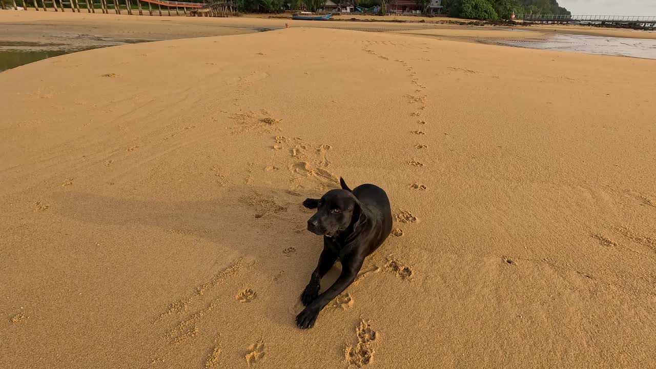 A black dog walks across golden sand, then lies down, leaving paw prints behind. Wide shot, natural daylight, tranquil tropical beach setting