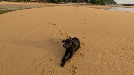 a black dog walks across golden sand, then lies down, leaving paw prints behind. wide shot, natural daylight, tranquil tropical beach setting
