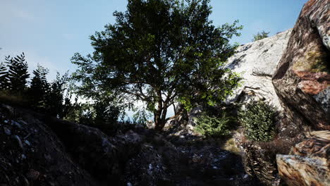 Einsamer-Baum-Auf-Einem-Berggipfel-Am-Abend