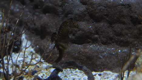 beautiful brown seahorse hippocampus in an aquarium with rock in background