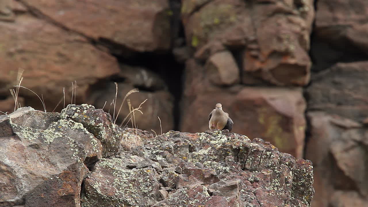 Little pigeon puffs chest and preens on a rock on breezy afternoon