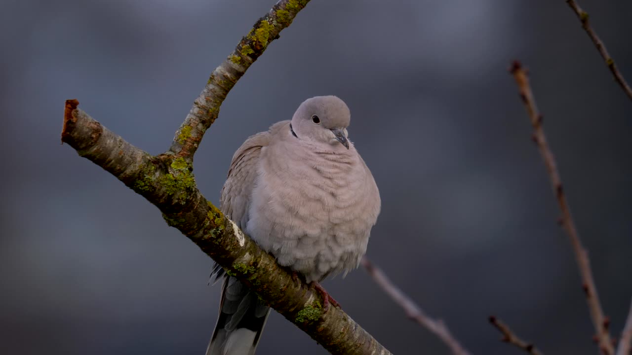 농어촌에 앉아 있는 야생 회색 비둘기, 배경이 흐릿한 일몰 빛으로 조명