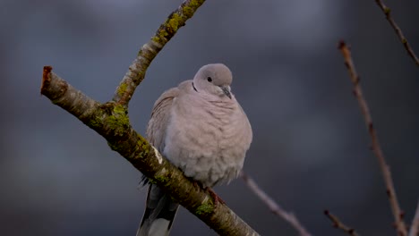 paloma gris salvaje sentada en la percha, iluminada por la luz del atardecer con fondo borroso