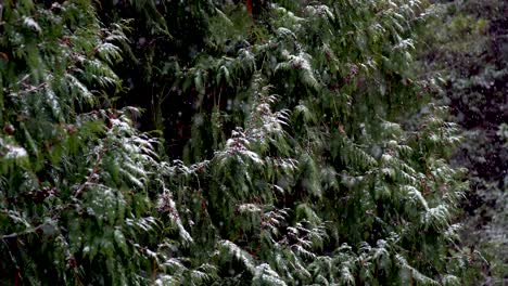 Snow-falls-gently-catching-on-droopy-green-deciduous-leaves,-winter-background