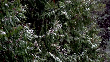 snow falls gently catching on droopy green deciduous leaves, winter background