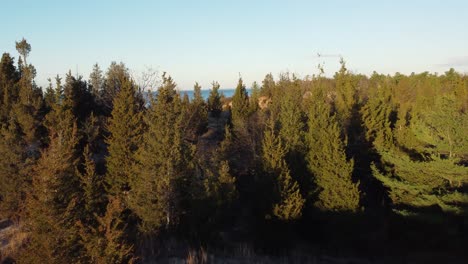 árboles-Coníferos-En-Follaje-Otoñal-En-El-Parque-Provincial-Pinery-En-La-Orilla-Del-Lago-Huron-En-Ontario,-Canadá