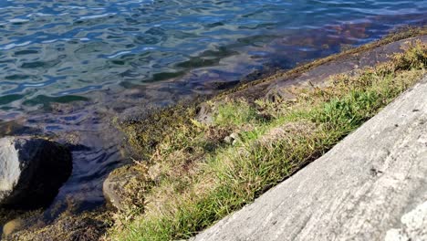 Nido-De-Ostrero-Euroasiático-Haematopus-Ostralegus-Con-Tres-Huevos-En-Una-Isla-Rocosa-Con-Fondo-Marino---Portátil-Estático-Durante-El-Día-Soleado-Con-Viento-En-La-Hierba-Y-Pequeñas-Olas-En-La-Superficie-Del-Mar