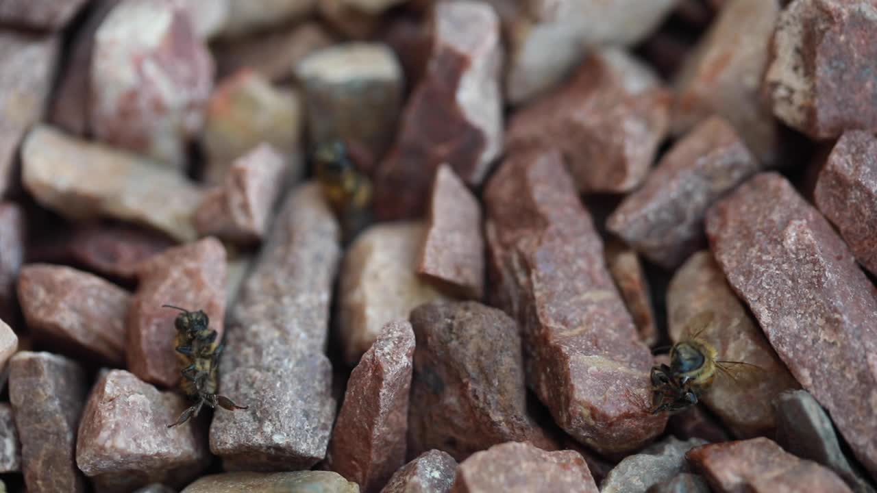 Macro in slow motion ripresa a mano di tre api operaie che muoiono a terra