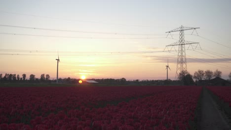 power lines and red tulips in the netherlands at sunset - wide shot