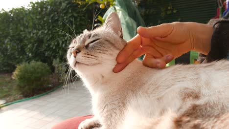 domestic cat petted by woman hand. outdoors setting, backlight.