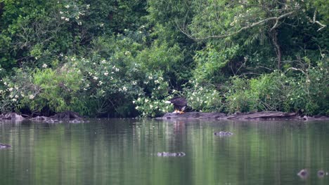 Un-águila-Calva-Almorzando-Sobre-Una-Roca-En-Un-Lago.