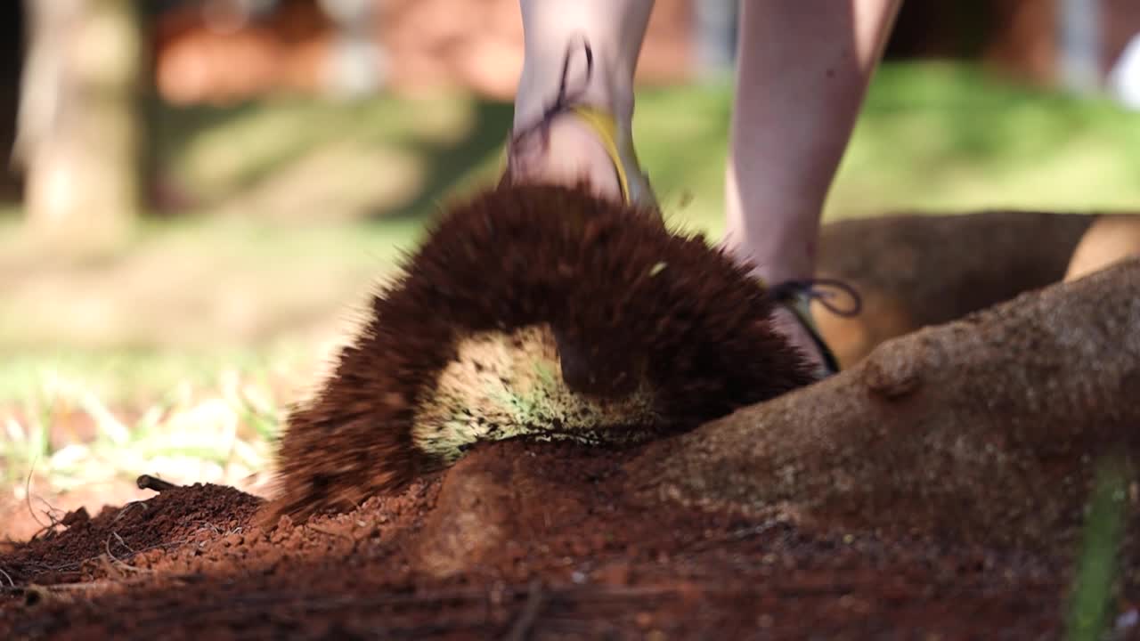 노란색 가죽 신발을 신은 여성 모델이 슬로우 모션으로 토양 프로파일을 걷어차고, 토양을 가지고 노는 여성의 슬로우 모션 보기