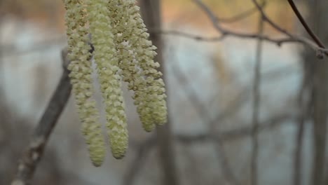 catkins signal first signs of spring